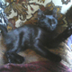 Illustration for article titled baby kitty io when we first adopted him from the shelter